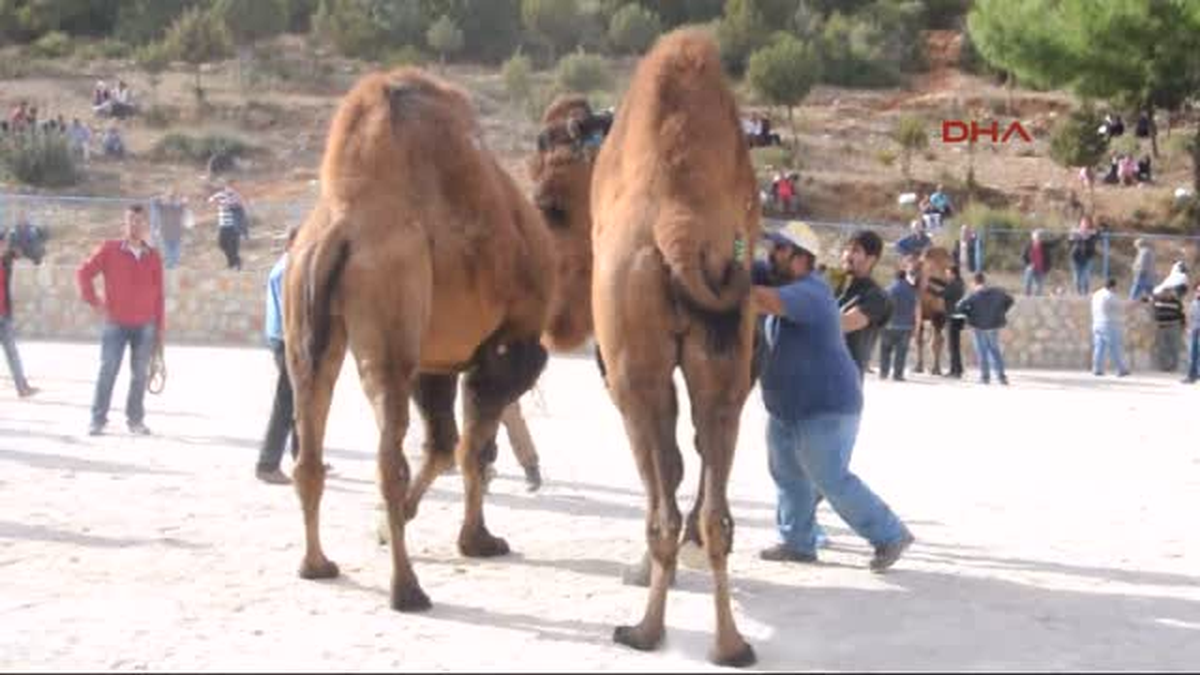 Bodrum Daylaklar Bodrum\'da Güreşti