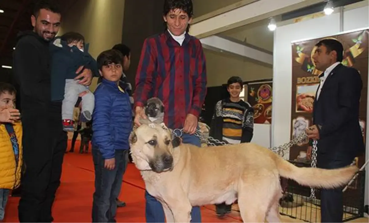 Karabaş" Fuarın İlgi Odağı Oldu