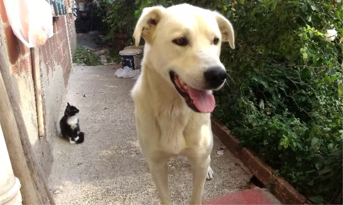 Yavru Kedi ile Köpeğin Dostluğu