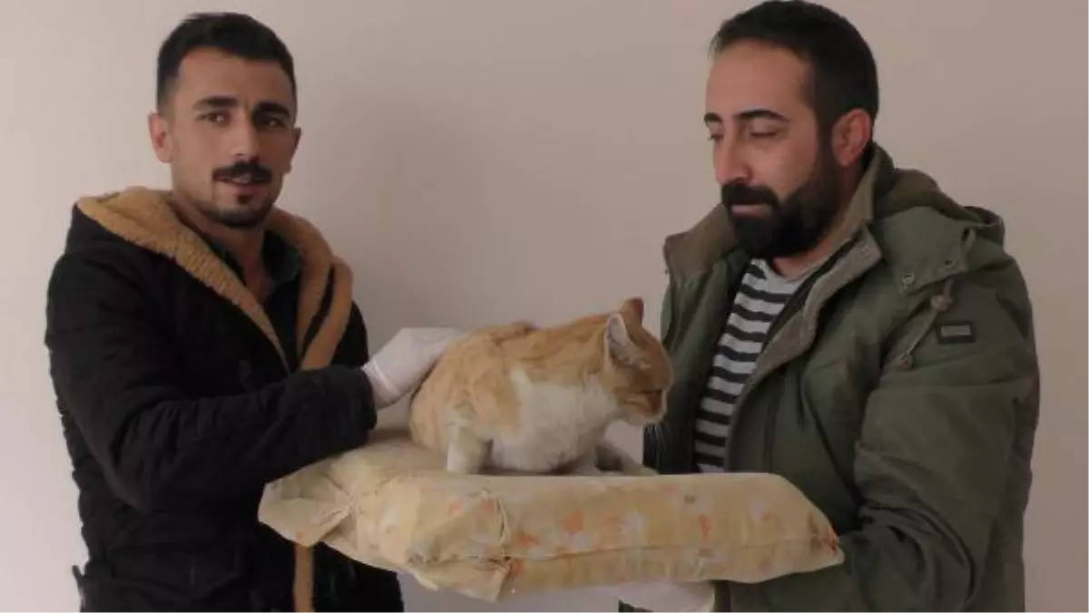 Yolda Bulduğu Ayağı Kırık Kediyi Veterinere Götürdü
