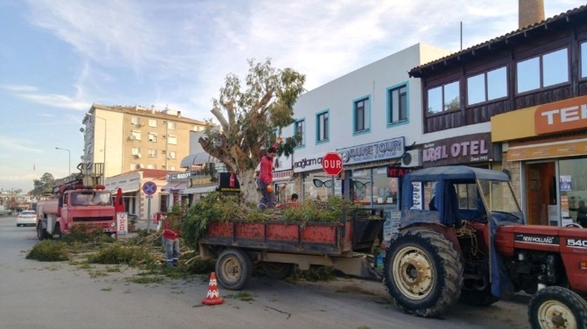 Ayvalık\'ta Tehlike Arz Eden Ağaçlara Budama Ayarı