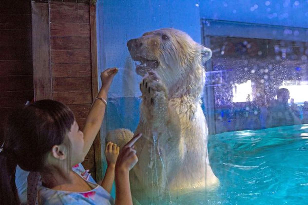 AVM'de Sergilenen Kutup Ayısı Şimdilik Serbest