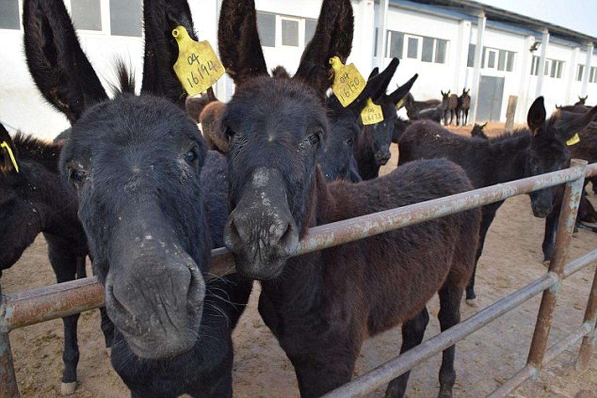 Kozmetik Ürünleri İçin Günde Bin Eşeği Katlettiler