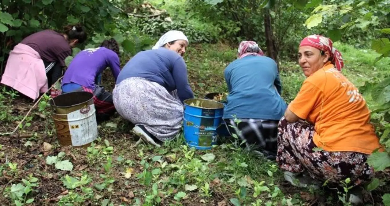 Fındık Fiyatı 10 Liraya Düştü