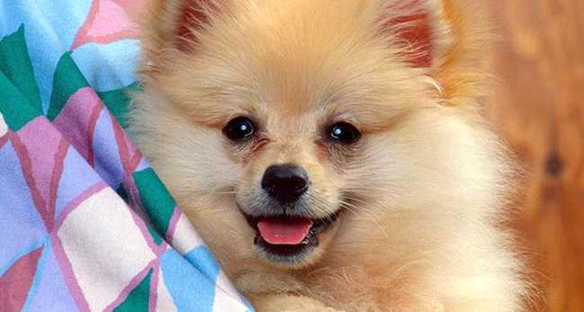 İnternetten Köpek Almak İsterken Dolandırıldı