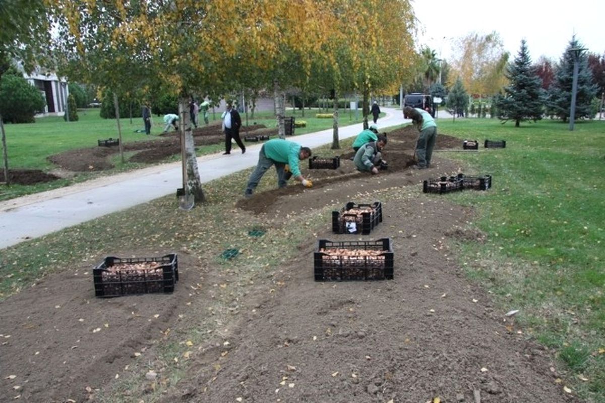 Laleler Bahara Hazırlanıyor