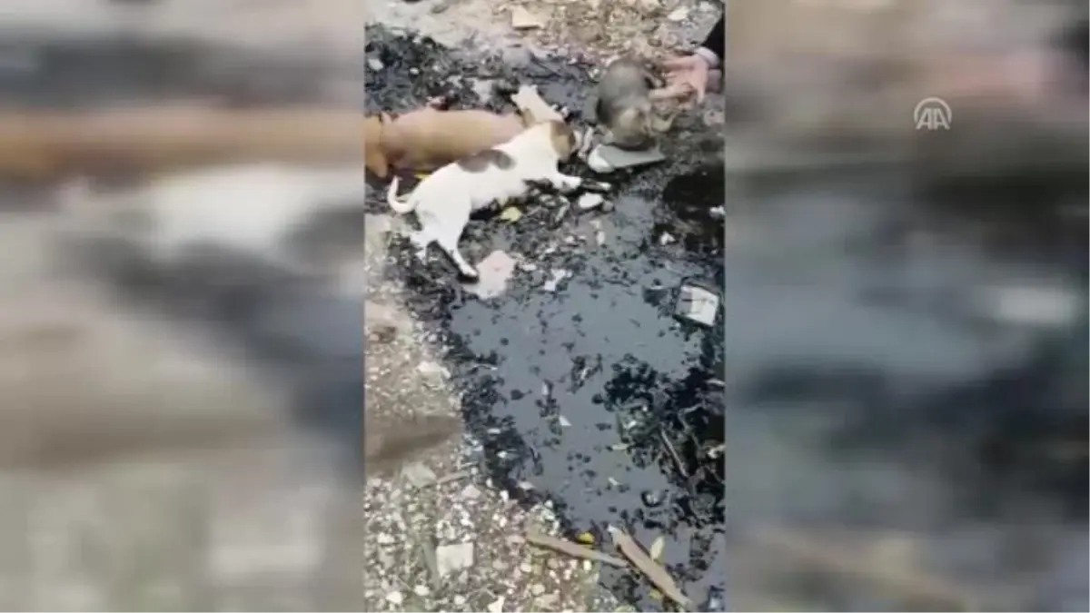 Sıcak Zifte Yapışan Sokak Köpekleri - Ankara