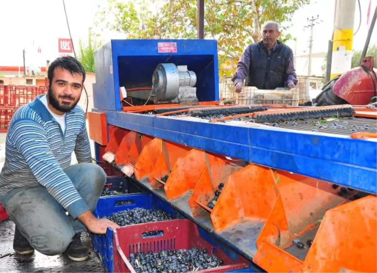 Tüccardan Parasını Alamayan Zeytin Üreticisi Mağdur Oldu