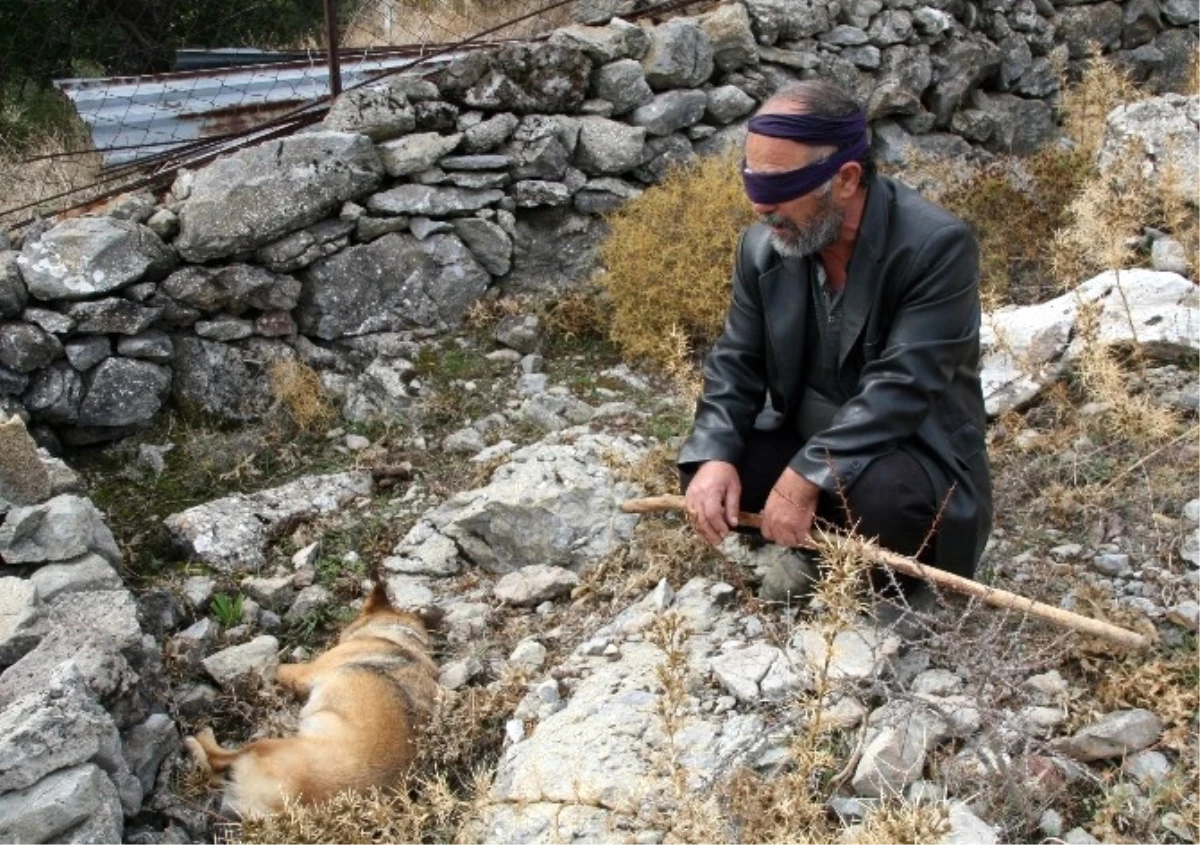 Görme Engelli Vatandaşın Rehber Köpeğini Öldürdüler