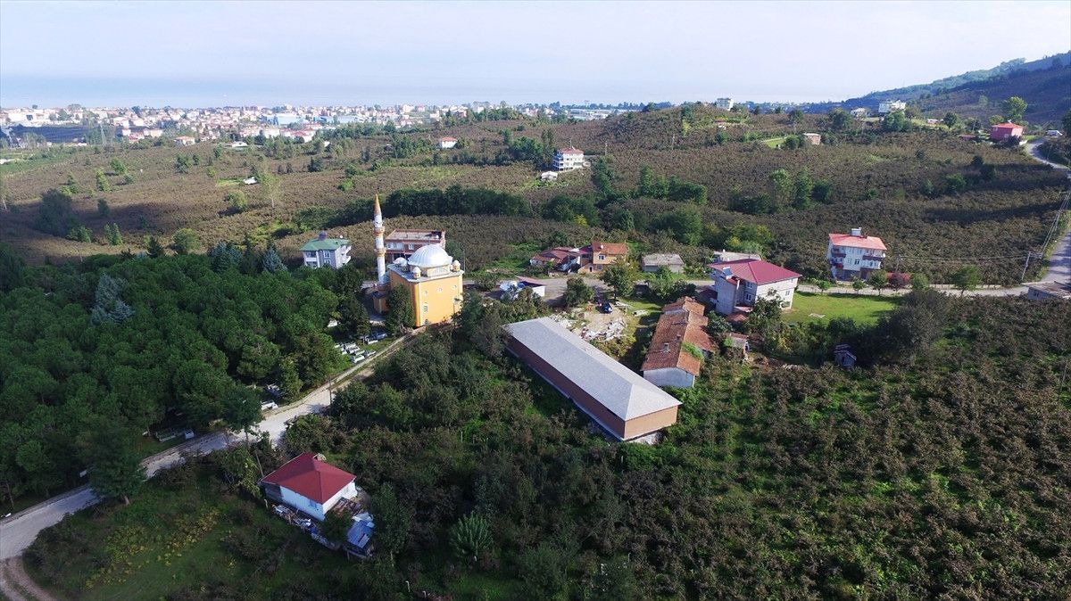 Ordu\'da Kivi ve Yumurta Projeleri