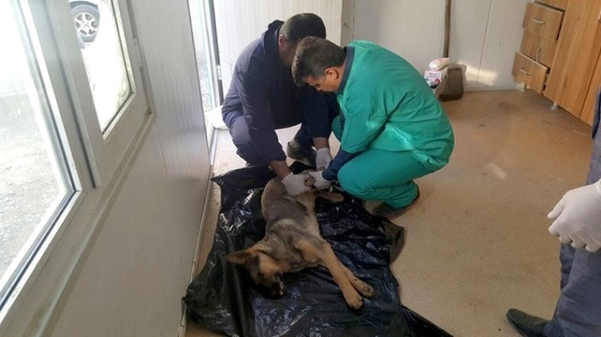 Sakatlanan Köpeğe Belediye Sahip Çıktı