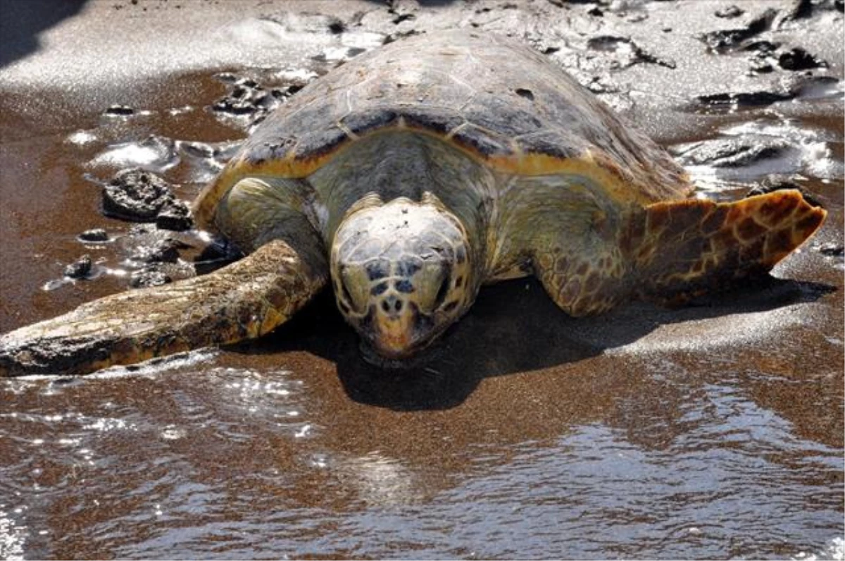 Tedavi Edilen Nil Kaplumbağası Suya Bırakıldı