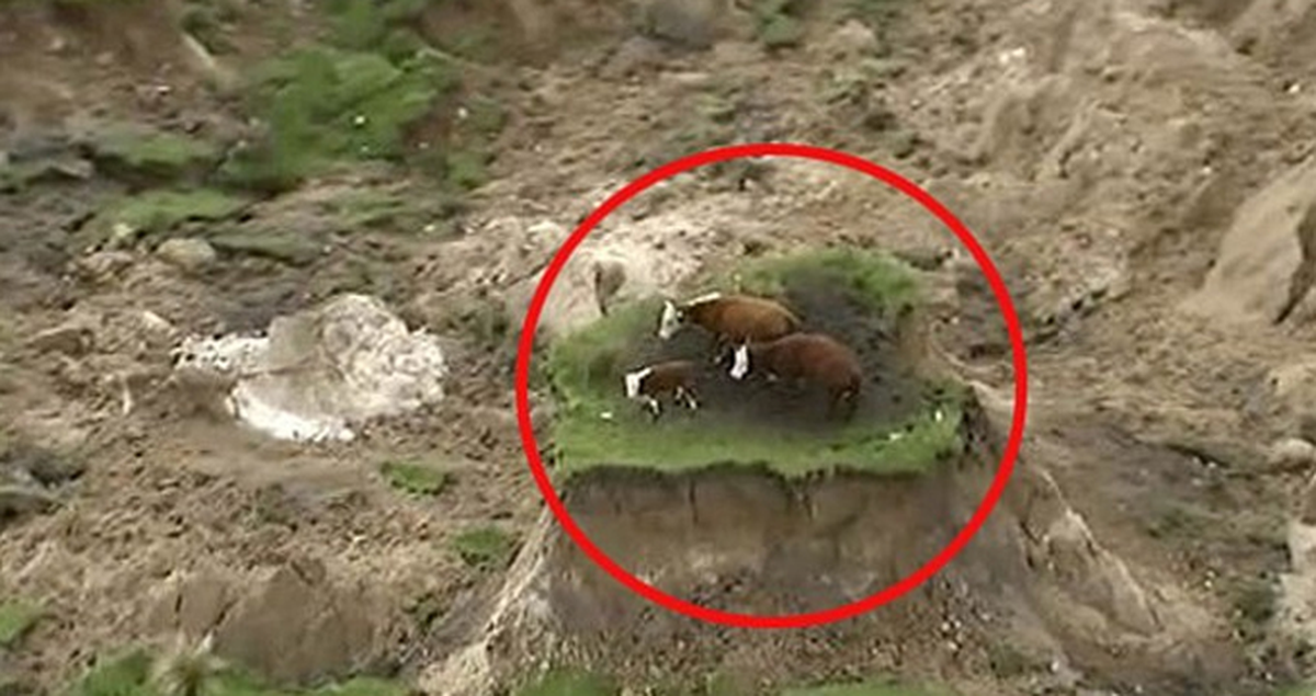 Yeni Zelanda'da Mahsur Kalan İnekler Kurtarılmış