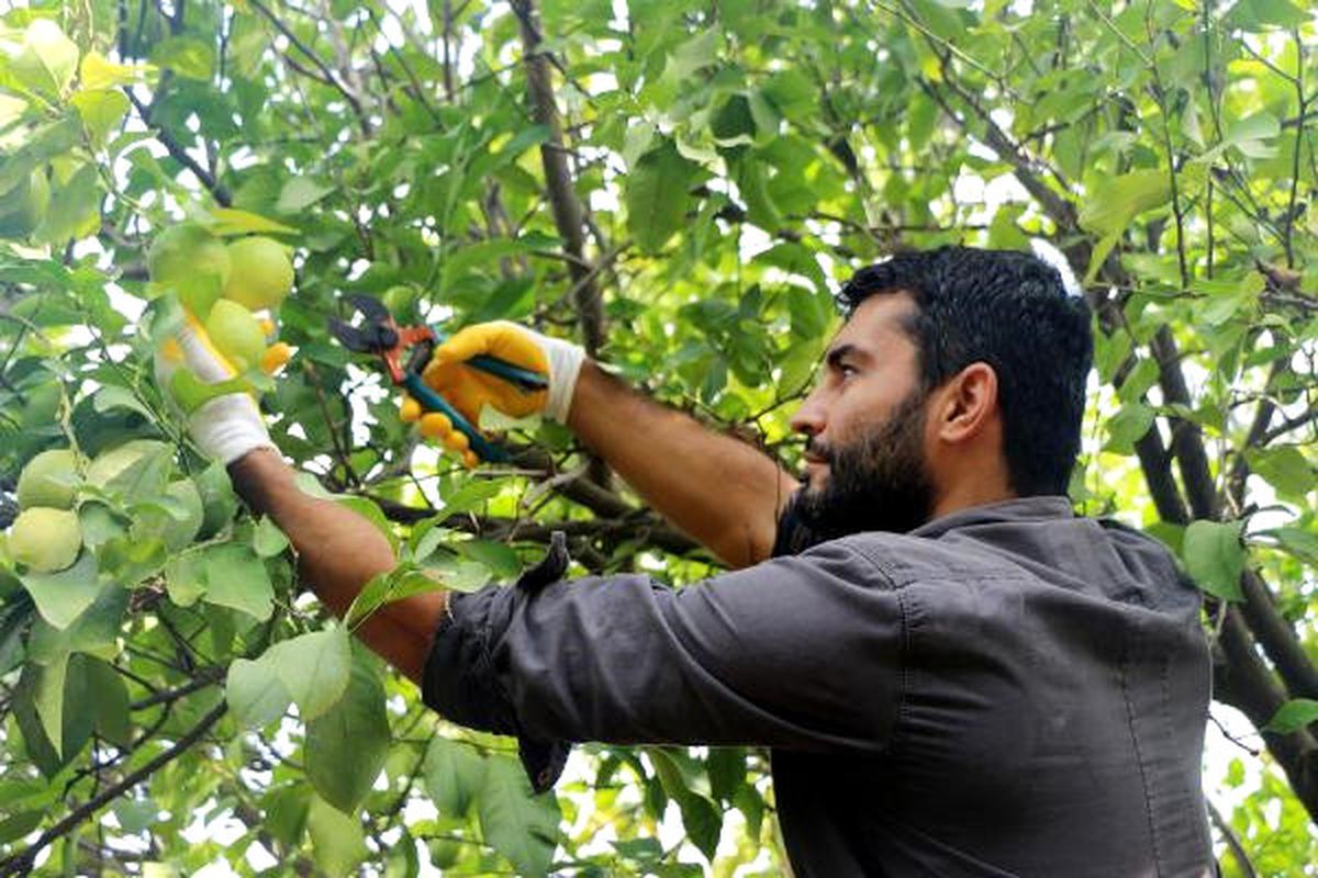 Yetiştirdikleri Organik Ürünleri İnternetten Satıyorlar