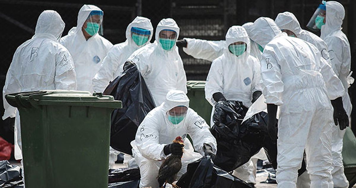 Almanya'da Kuş Gribi Yayılıyor: 4 Ülke İthalatı Durdurdu