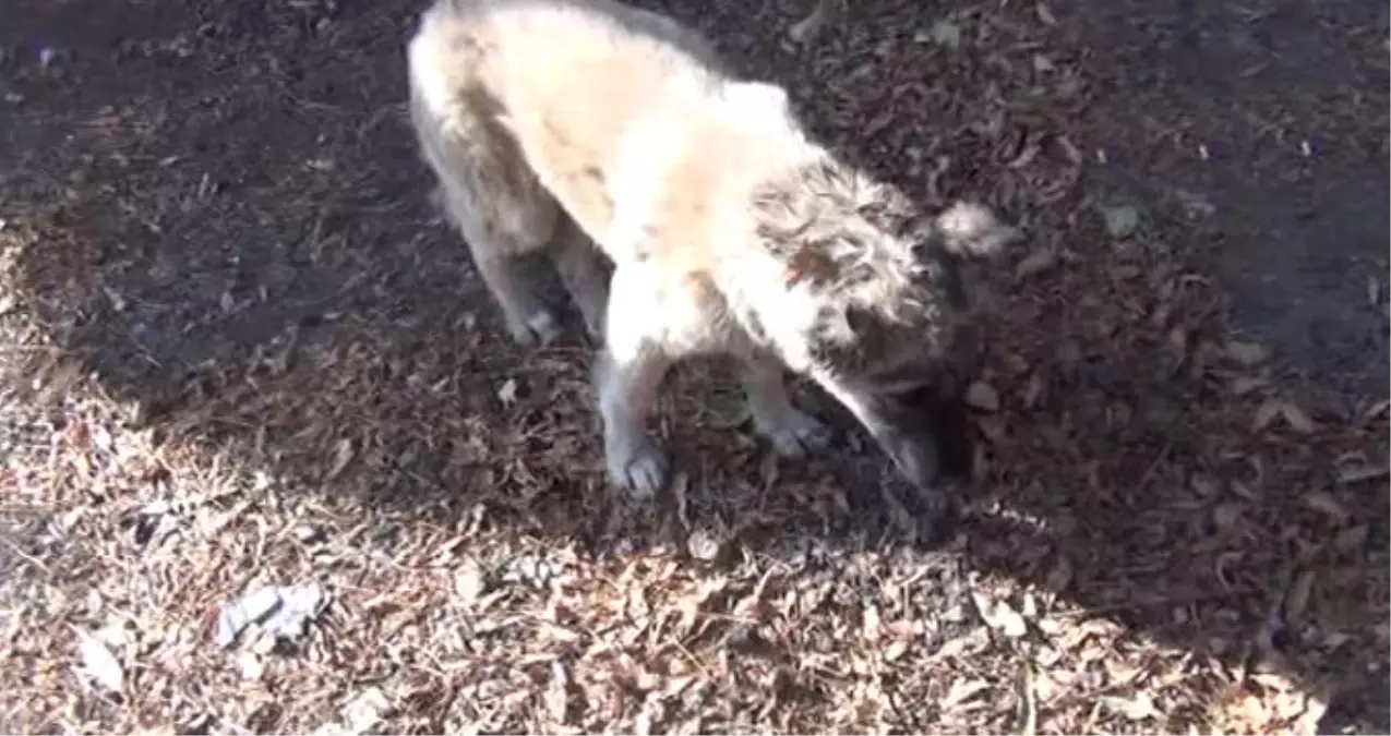 Ayağı Kırık Köpek Yavrusuna Veterinerler de Yardım Etmedi