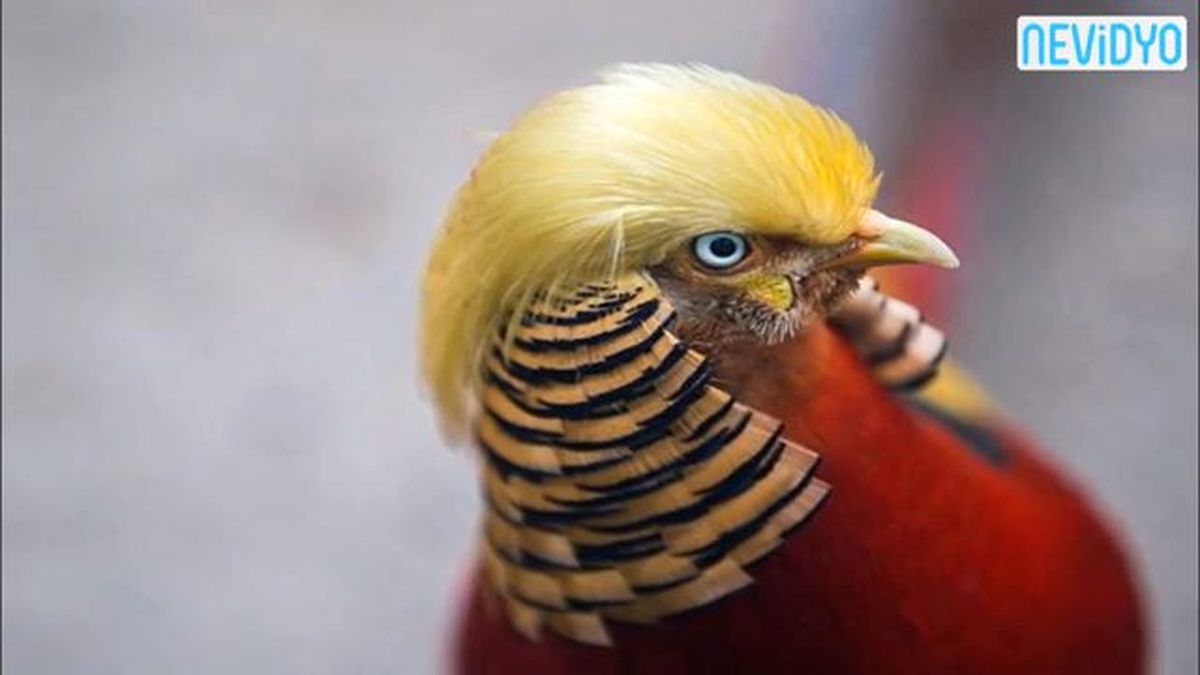 Donald Trump\'a Benzetilen Kuş
