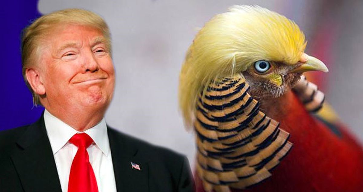 İşte Donald Trump Kuşu! Altın Rengi Saçların Benzerliği İlgi Odağı Yaptı