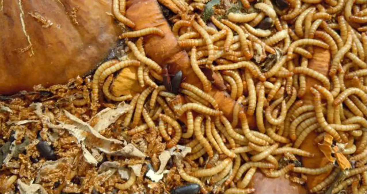 Satış Hedefini Tutturamayan İşçiler Canlı Kurt Yemekle Cezalandırıldı