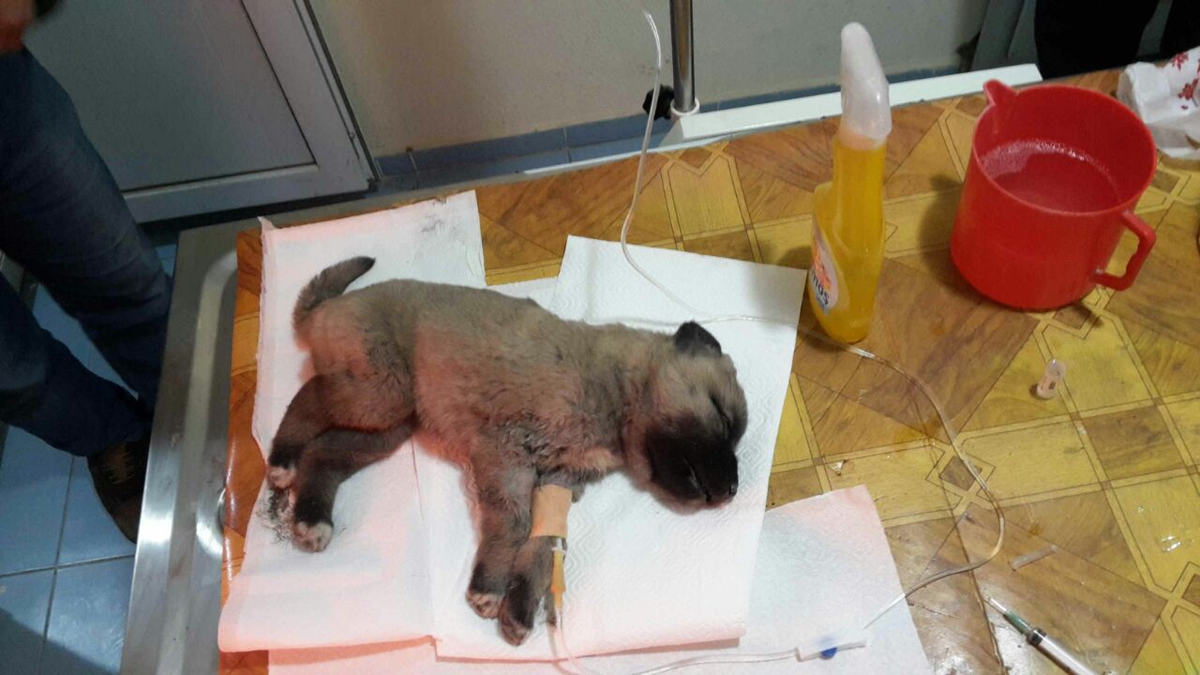 Yavru Köpek İzmir\'de Yaşam Mücadelesi Veriyor