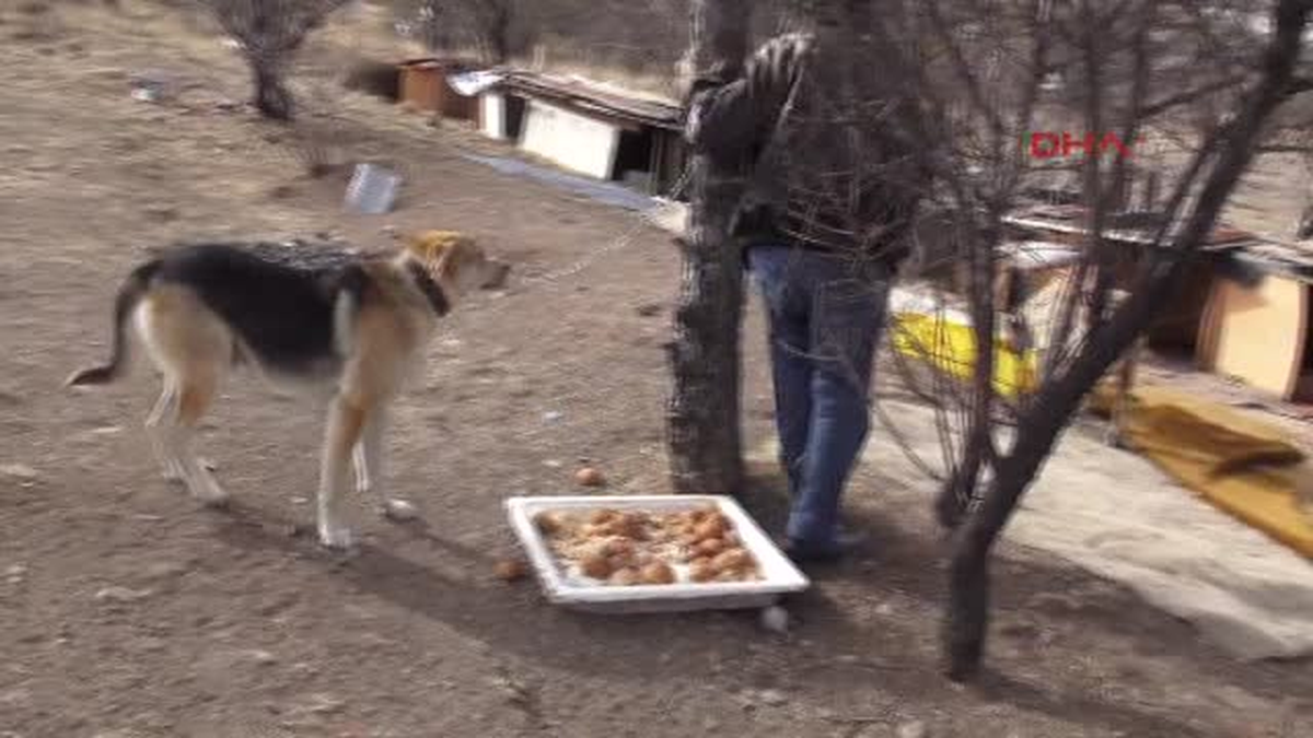 Ankara Hayvansever Ailenin Barınağını 3 Kez Yıktılar