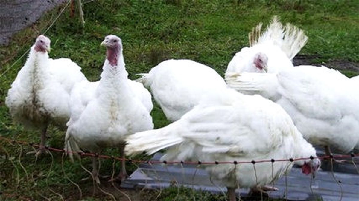 Avrupa\'da H5n8 Virüsü Yayılıyor
