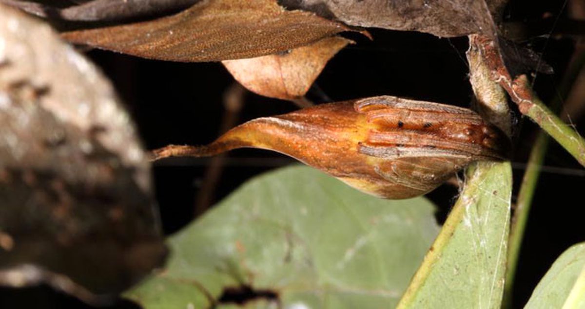 Görüntüsüyle Yaprağı Andıran Dünyanın En Garip Örümceği