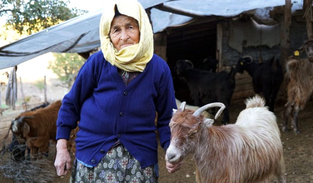 Koyun ve Keçilerin Peşinde 70 Yıl