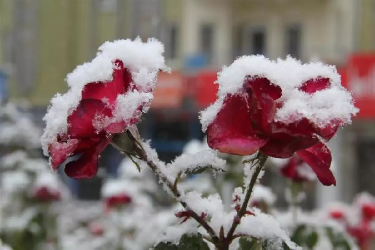 Nevşehir\'deki Çiçekler Kar Altında