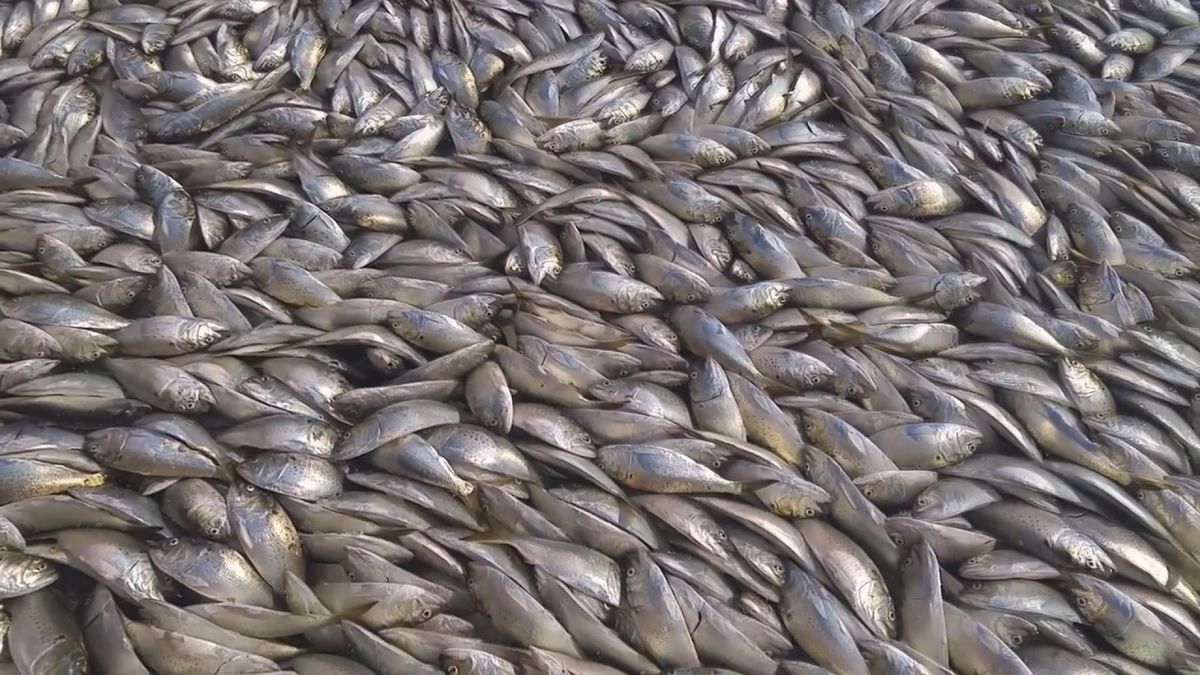 Su Kanalında Binlerce Balığın Ölüsü Bulundu