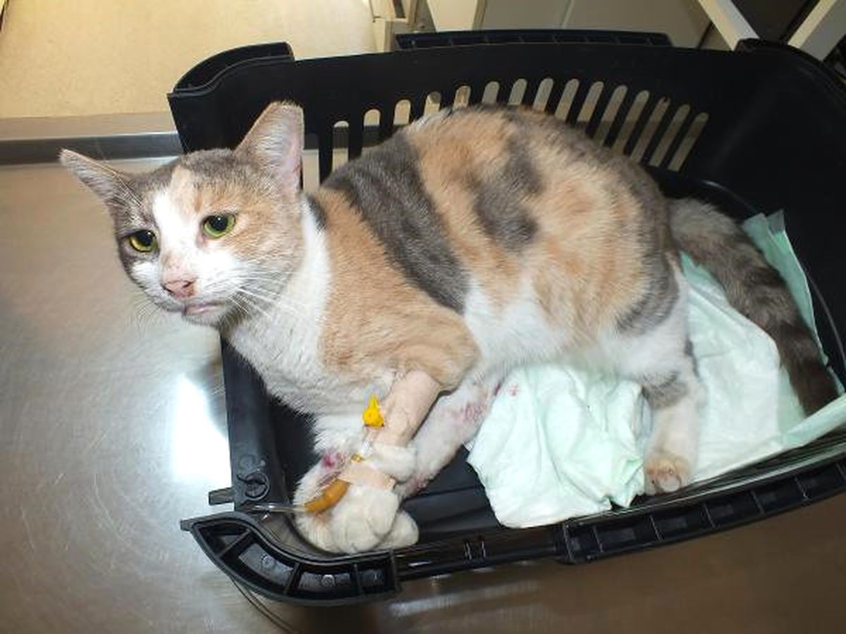 Marmaris'te Tecavüze Uğrayan Kedi Kurtarılamadı