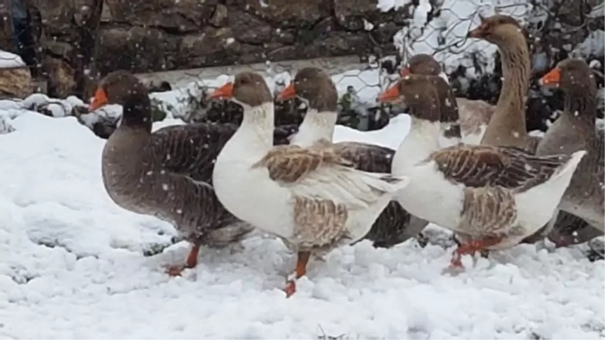 Vezirköprü\'de Kazın Ayağına Kar Değdi