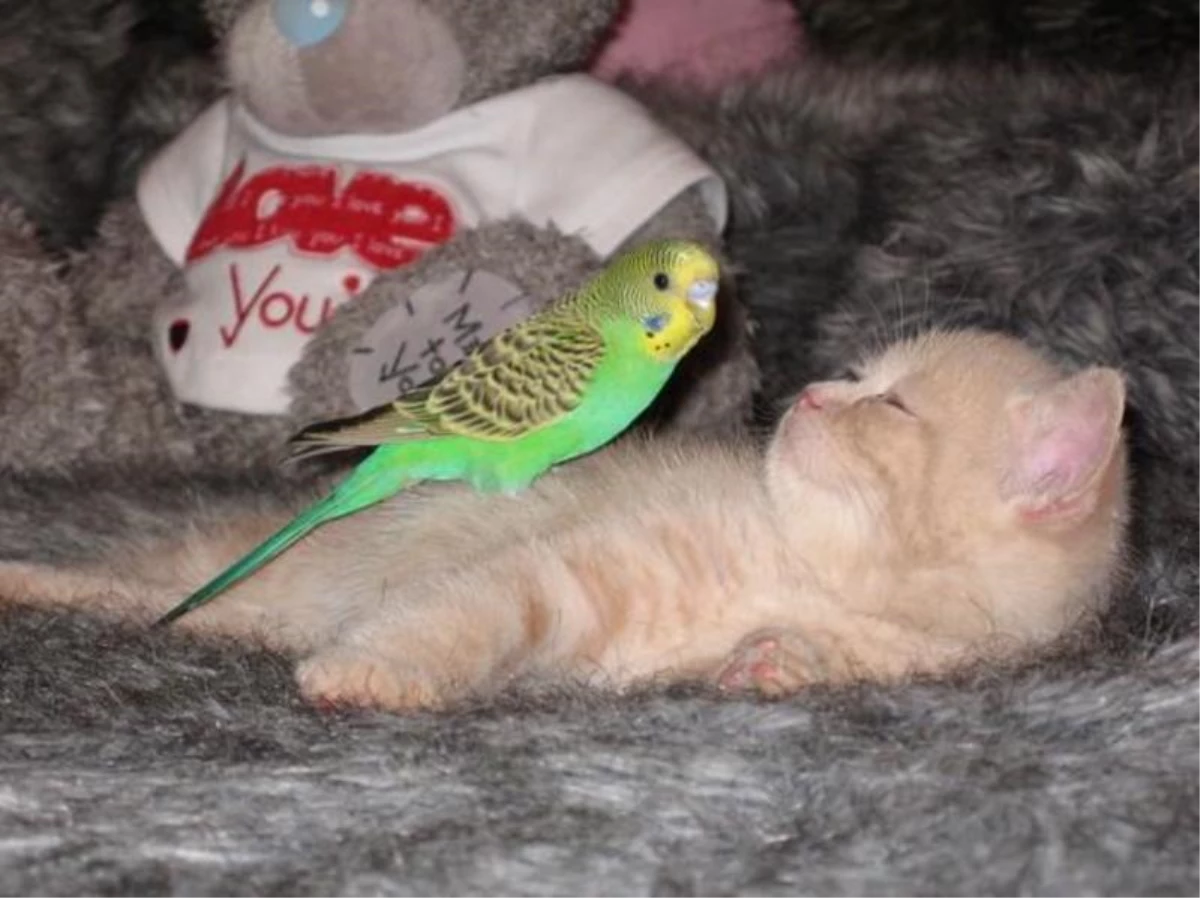 Kuşadası\'nda Kedi ile Muhabbet Kuşunun İmrendiren Dostluğu