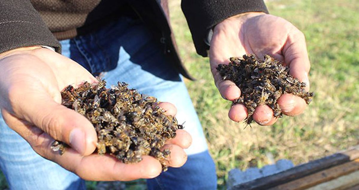 Sakarya'da Yaklaşık 60 Bin Arı Kovanlarında Zehirlenerek Telef Oldu