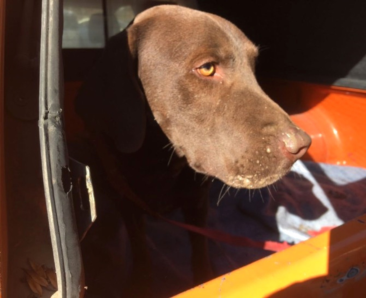 Siirt\'teki Arama Çalışmalarına \'Eto\' İsimli Köpek de Katıldı