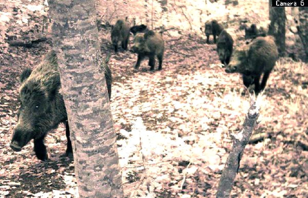 Yedigöller\'deki Zengin Yaban Hayatı Fotokapanla Görüntülendi