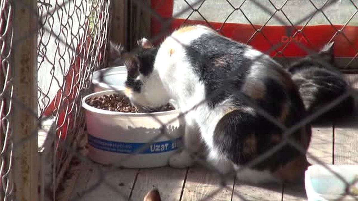 Antalya Düdenpark\'da Öldürülen Kedi Sayısı 9 Oldu