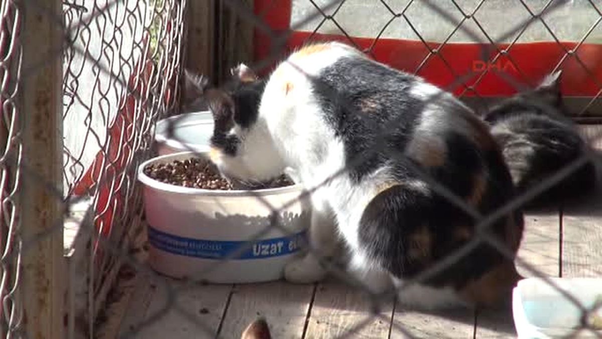 Antalya Düdenpark\'da Öldürülen Kedi Sayısı 9 Oldu
