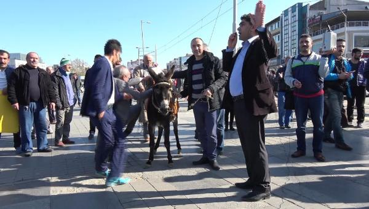 Protesto Sırasında Eşekten Düştü