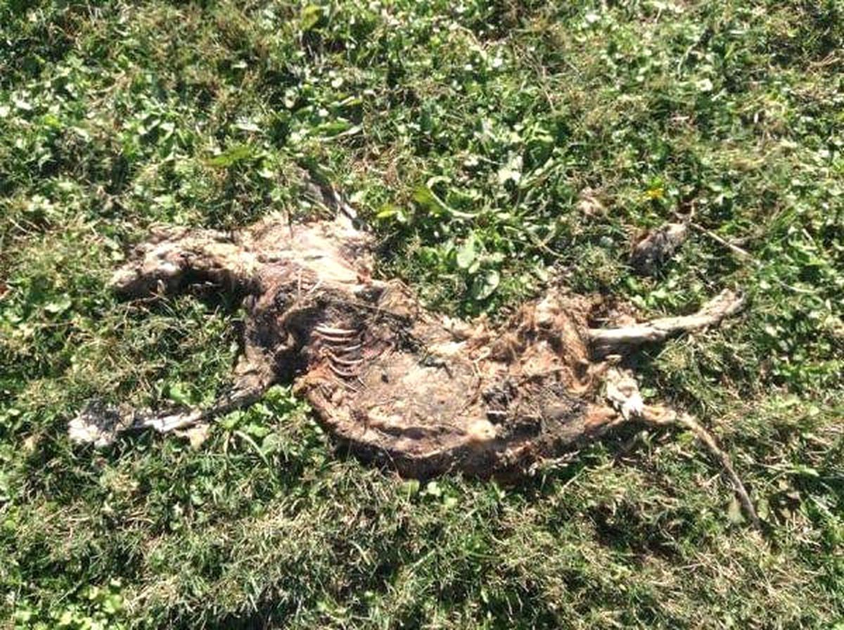 Düdenpark\'da Öldürülen Kedi Sayısı 9 Oldu