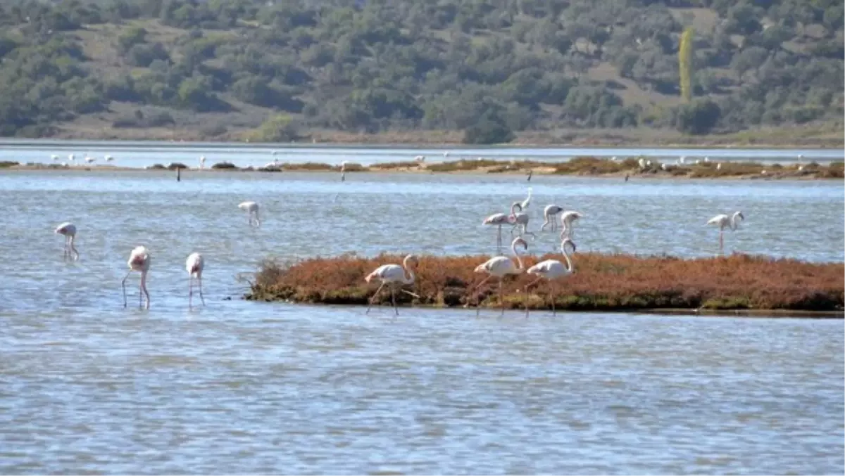 Flamingolar Bodrum'a Gelmeye Başladı