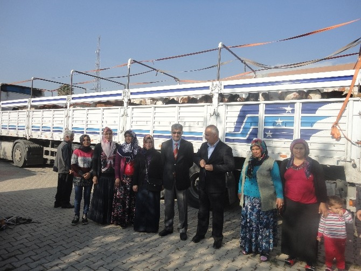 Kırıkhan İlçe Gıda Tarım ve Hayvancılık Müdürlüğü\'nden Çiftçilere Karşılıksız Büyükbaş Hayvan