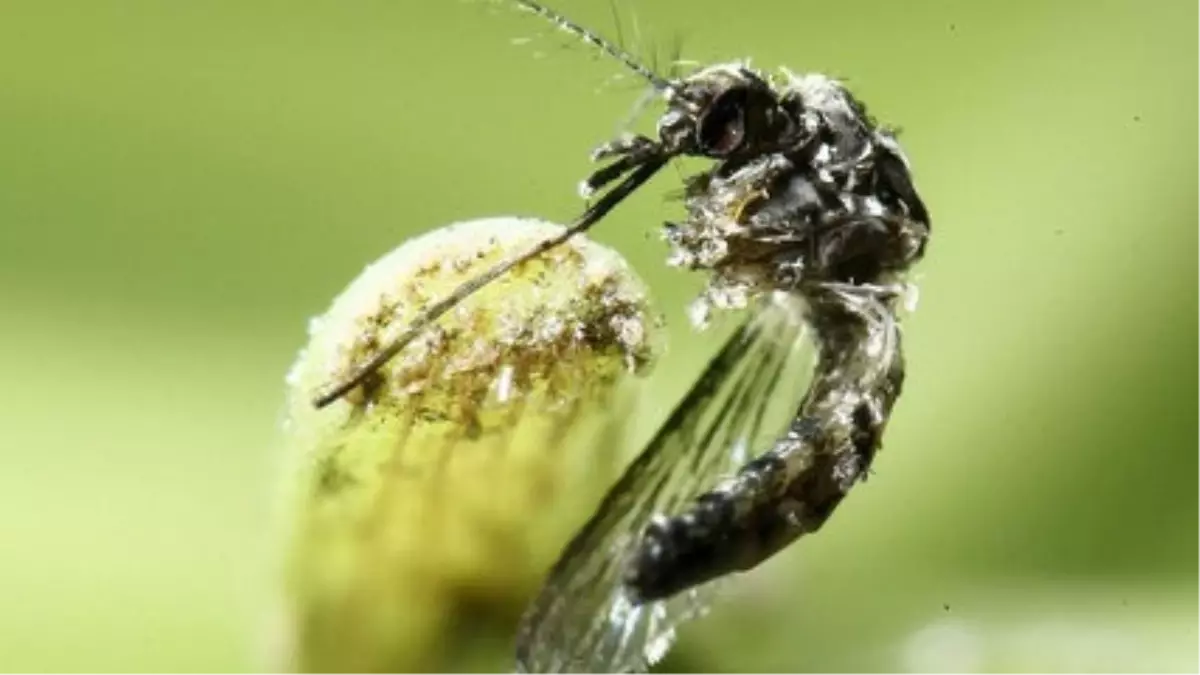 Zika \'Uluslararası Acil Sağlık Sorunu\' Kategorisinden Çıkarıldı