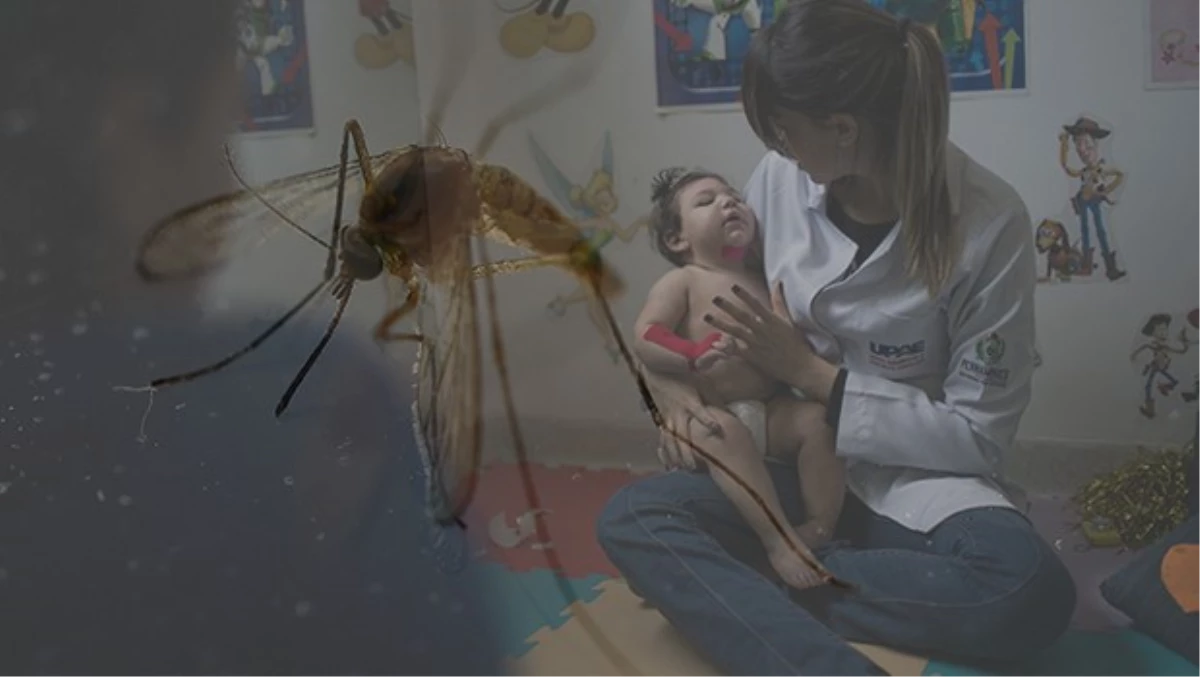 Zika Virüsü İçin \'Küresel Acil Durum\' Kaldırıldı