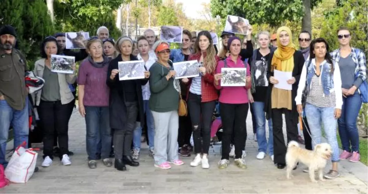 Antalya\'da Kedi Ölümleri Protestosu