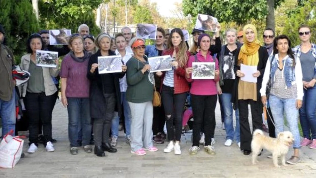 Antalya\'da Kedi Ölümleri Protestosu