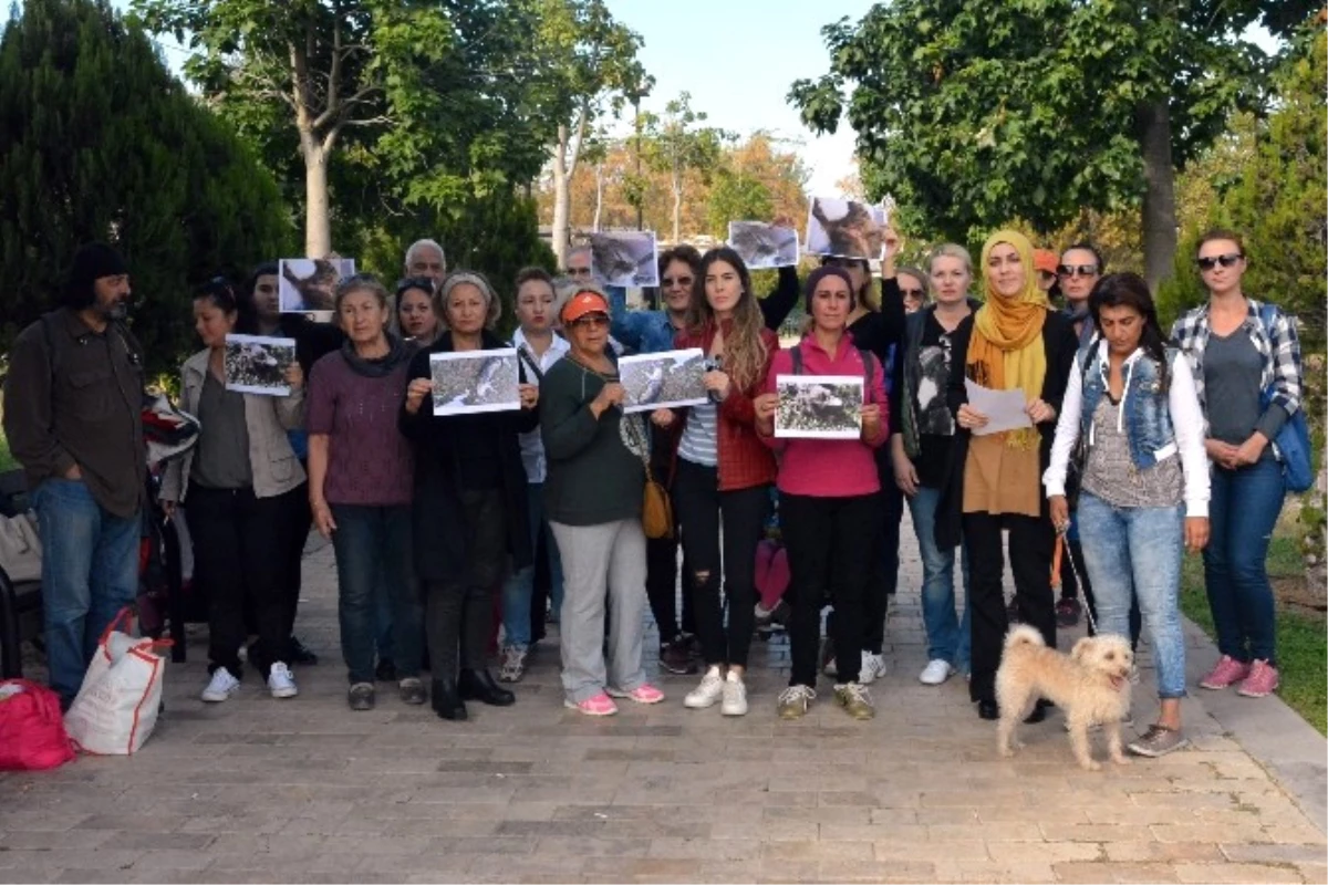 Antalya\'daki Kedi Katliamına Tepkiler Sürüyor
