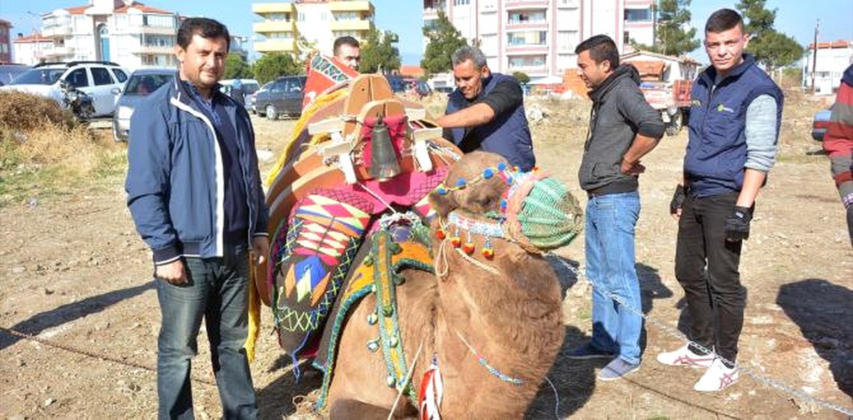 Develere Davul Zurnayla Havut Giydirildi