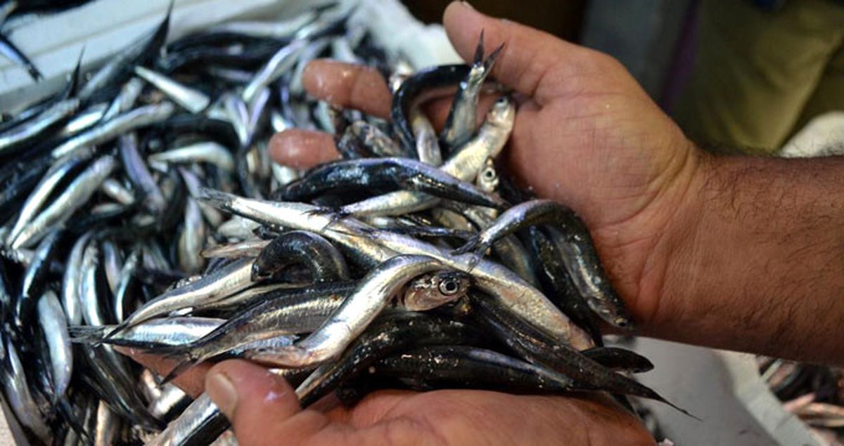 Hamsi Fiyatları Tavan Yaptı