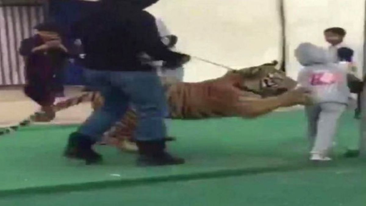 Kaplan, 5 Yaşındaki Kıza Saldırdı